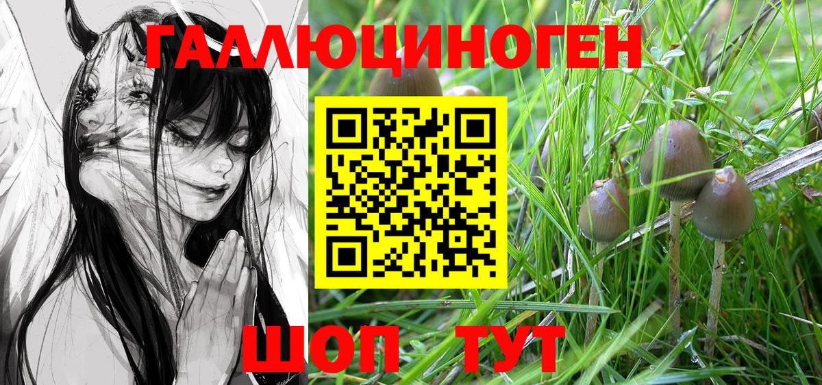 Псилоцибиновые грибы мицелий Сокол
